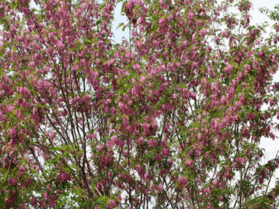 香花(huā)槐的常見價值都有(yǒu)哪些