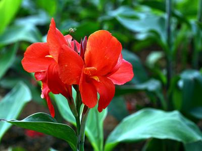 美人蕉什麽時候開花(huā)