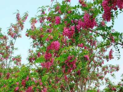 如何調整香花(huā)槐種植密度