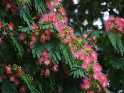合歡花(huā)的産(chǎn)地分(fēn)布都有(yǒu)哪些地區(qū)？