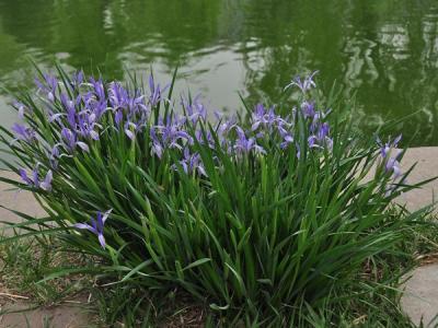 馬蓮花(huā)和馬蘭花(huā)是同一種花(huā)嗎？
