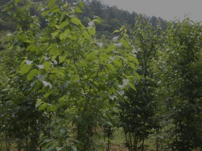杜仲樹皮怎麽采收，什麽時候采收？