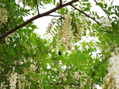 槐花(huā)一般幾月開花(huā)？