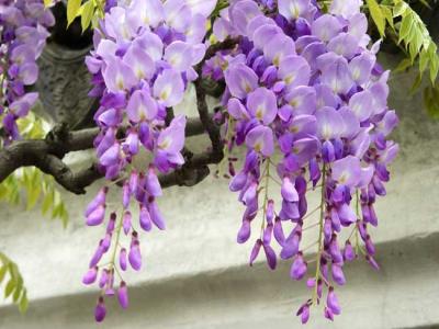 紫藤什麽時候開花(huā)？紫藤花(huā)的花(huā)語是什麽？