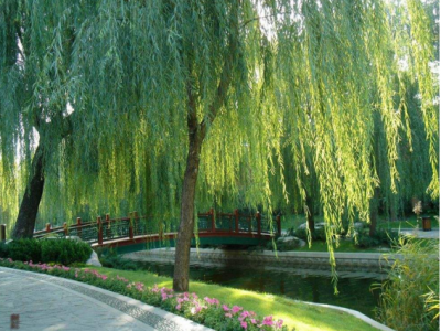 岸邊種植垂柳帶來的積極意義有(yǒu)哪些