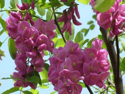 香花(huā)槐具(jù)有(yǒu)潛在的觀賞和銷售價值