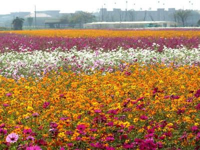 波斯菊的花(huā)語是什麽？