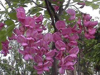 嫁接香花(huā)槐