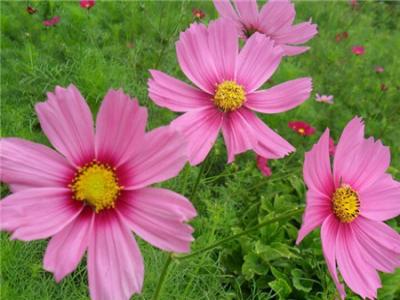 波斯菊和格桑花(huā)有(yǒu)什麽區(qū)别