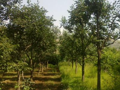 住宅内适合種植柿子樹嗎？