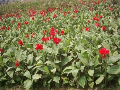 美人蕉品種有(yǒu)哪些？